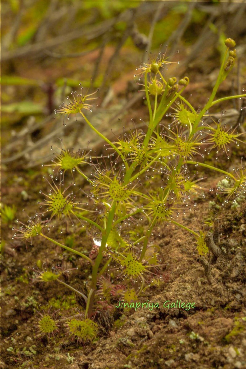 Drosera lunata Buch.-Ham. ex DC.